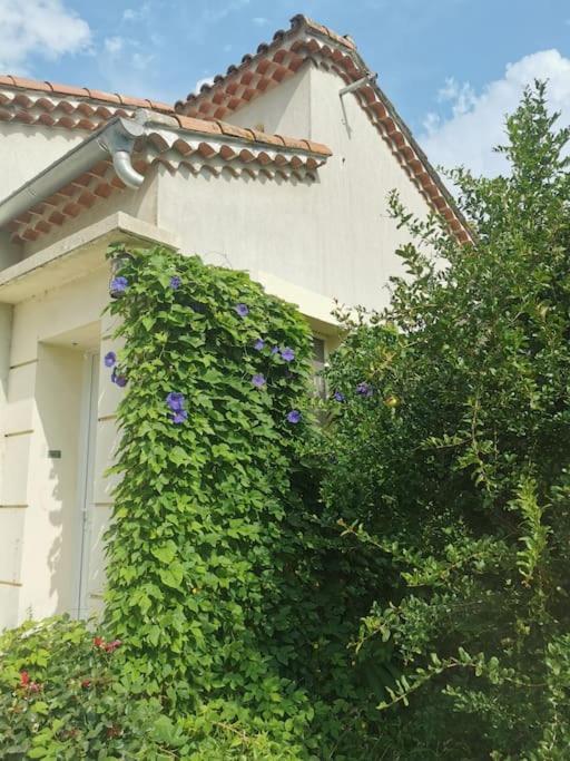 Maison Avec Piscine Dans Village Provencal. Courthézon Dış mekan fotoğraf